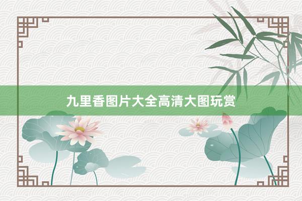 九里香图片大全高清大图玩赏
